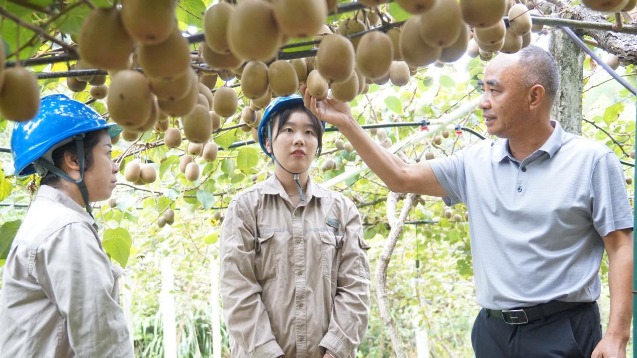山乘山獼猴桃種植基地負(fù)責(zé)人正在向國(guó)網(wǎng)邵武市供電公司工作人員介紹獼猴桃豐收盛景(郭慧超攝) 配圖1
