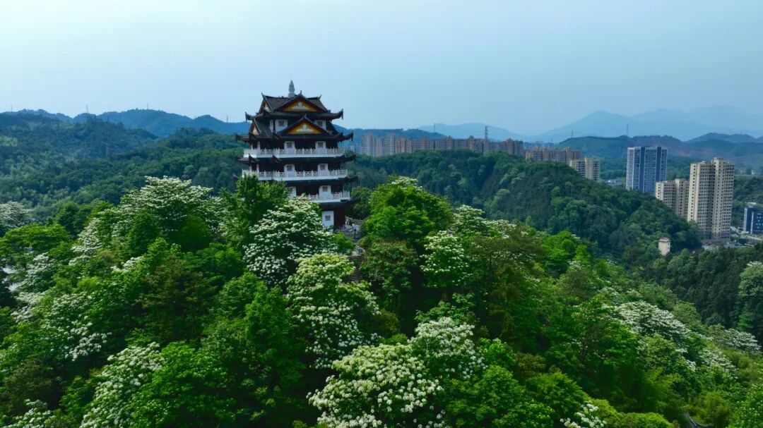 邵武福山桐花競相盛放（劉國志 攝）(2316183)-20251027162904.jpg