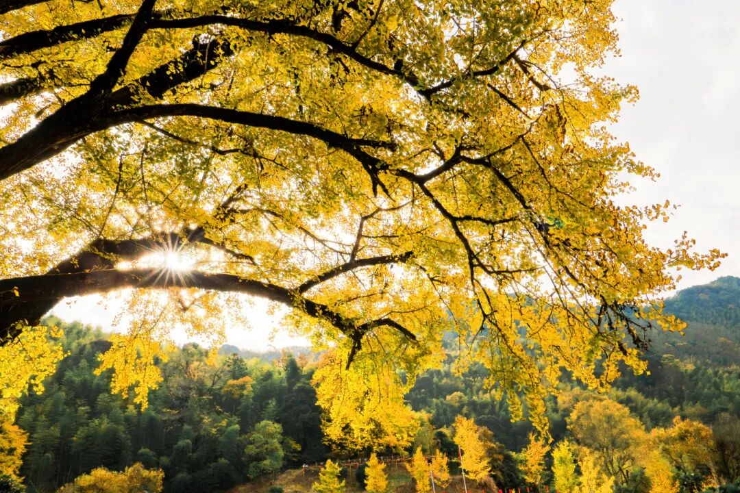 順昌天臺山（徐華山 攝）(2316187)-20251027160526.jpg